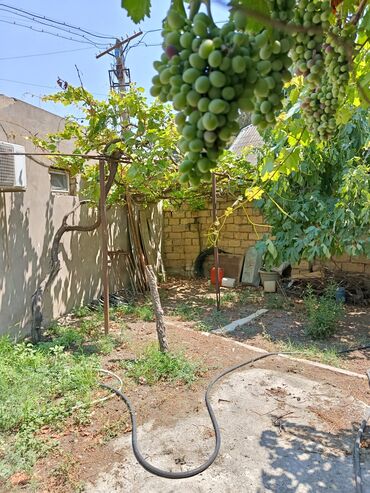 Həyət evləri və villaların satışı: M.Ə. Rəsulzadə qəs. 1 otaqlı, 40 kv. m, Kredit yoxdur, Yeni təmirli — 4