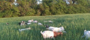 Süd: Keci sudu satilir.Qiymeti 3 manat.catdirilma var(odeniwli)!!Baki wheri — 4