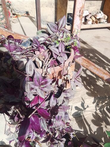 куханый буфет: Традесканция (Tradescantia zebrina, «фиолетовая традесканция») в