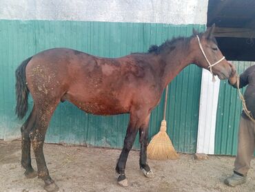 Лошади, кони: Продаю | Жеребец | Для разведения, Рабочий | Племенные — 3