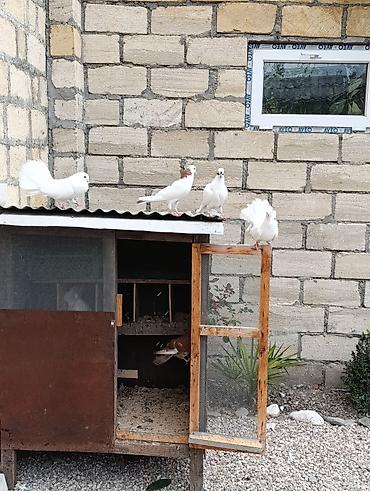 сколько стоит собака бу: Dekratif saxladgimnan satıram ucuş quşlarni 5m 10m arasi təzə lələyli — 5