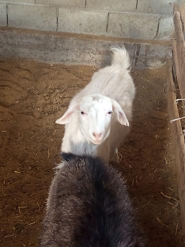 Козы, козлы: Продаю | Коза (самка) | Для разведения — 9