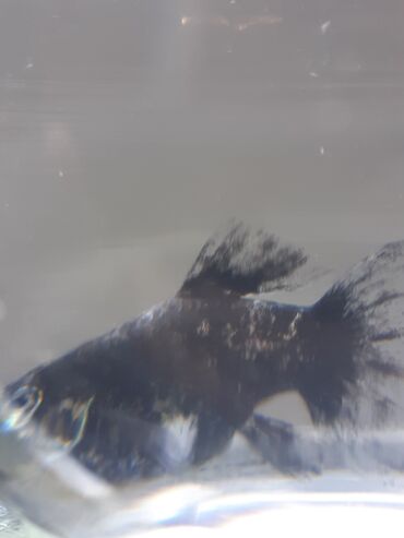 Balıqlar: Molinezi, Sülhsevər -da lalafo.az — 8 Balıqlar: Molinezi, Sülhsevər — 8