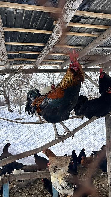 Куры, петухи: Продаю | Петух | Для разведения — 10
