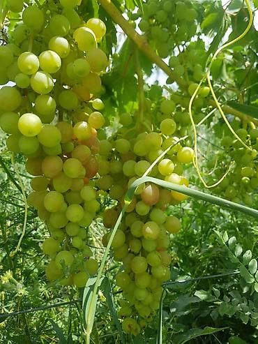 Продажа участков: 100 соток, Для бизнеса, Договор купли-продажи at lalafo.kg — 11 Продажа участков: 100 соток, Для бизнеса, Договор купли-продажи — 11