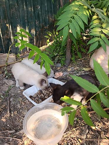 породистые кошки бишкек: Котята в добрые руки — 2