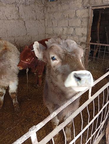 Коровы, быки: Продаю | Бык (самец) | Полукровка | На откорм | Привязанные — 10