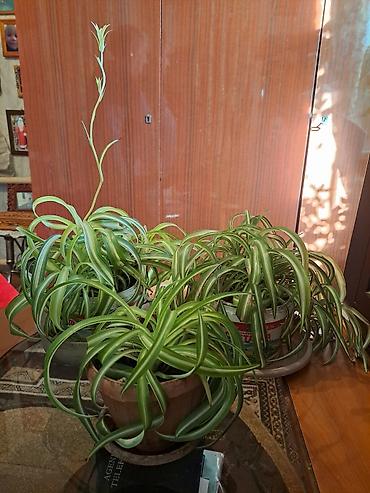 Зоотовары: Продаю домашние цветы разные не дорого смотрите мой профиль выбирайте — 4