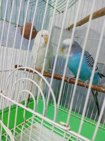 bulbul quşu satışı: Tutuquşu dəsti satılır Qəfəslə birlikdə üstündə Yemi 1 banka,Mil — 5