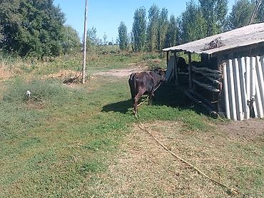 бельгийская корова: Продаю | Корова (самка) | Для молока | Стельные — 4