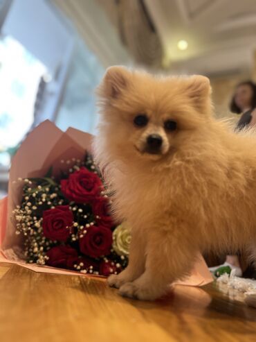 pomeranian spitz: Şpitz, 2 ay, Erkek, Peyvəndli, Ünvandan götürmə