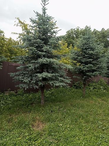1 bedroom: Срочно Продаю дом Под бизнес(Дача) Районе Сокулук Арал Картанбаева105 — 5