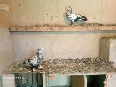 Çiller satılır bir erkək bir dişidir cüt deyillər.mastaga