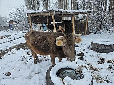 Коровы, быки: Продаю | Корова (самка) | Швицкая | Для молока | Привязанные — 1