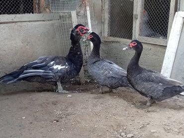 col ordəyi: Məhsul: Lal ördək (Muscovy) – damazlıq quşlar, balalar və kəsilmiş ət