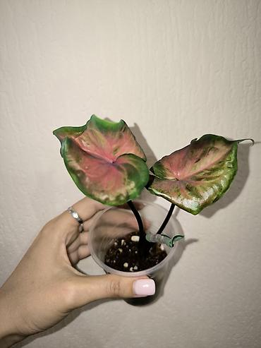 цветы каракол: В наличии Каладиумы (Caladium) с Тайланда. Яркие расцветки. Недорого — 8