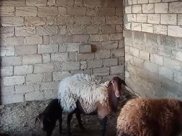 qurbanliq qoyun satisi 2020: Dişi, Qala, il: 2, 40 kq, Damazlıq, Ünvandan götürmə