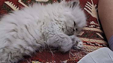 Кошки: British və Persian tipli bala pişiklər - Cins: uzun tüklü Persian — 3