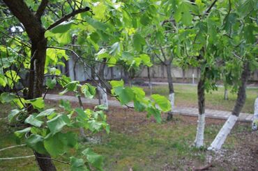 Bağ evlərinin satışı: Novxanıda əsas yoldan təxminən 60 metr məsafədə 17 sot torpaq — 1