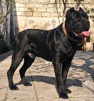 cane corso yavru: Kane-Korso, 1 il, Erkək, Sənədli — 1