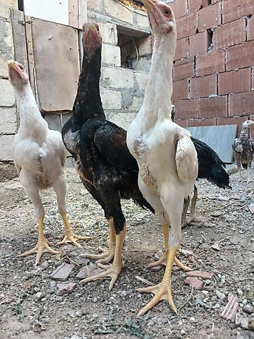 alman spitz: Toyuq cücələri, Damazlıq — 1