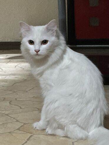 кошка турецкая ангора: Кошка даром: Ангорская, 1 год, Мальчик, Кастрирована, Приучена к лотку, Проглистована