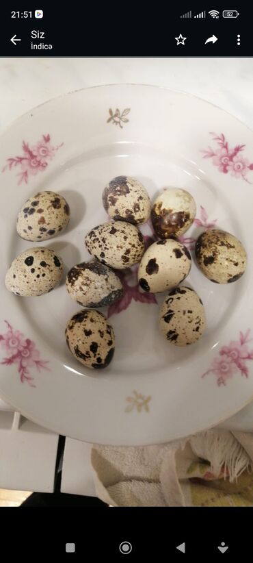 bildirçin yumurta: Bi̇ldi̇rci̇n yumurtasi̇ 50 adede ki̇mi̇ 20 qepi̇y.50 den cox alana 15