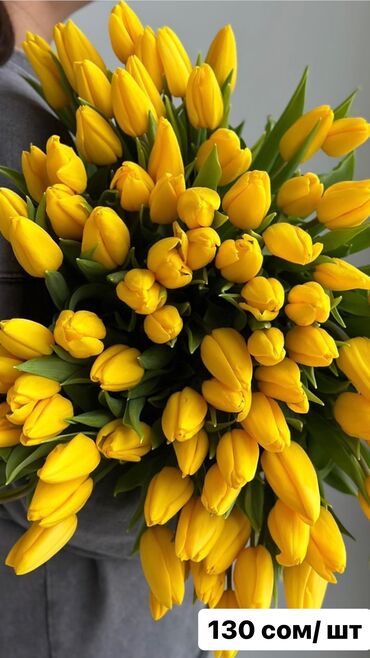 купить саженцы цветов в бишкеке: Семена и саженцы Тюльпанов, Бесплатная доставка
