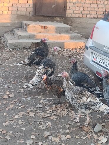 Индюки: Продаю | Индюшка (самка) | Для разведения | Племенные — 7