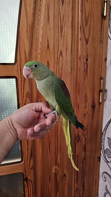 balaca pisik satisi: Aleksandr (parrot) cinsiyyəti dişidir əl quşudur– yaşıl tonlarda, uzun — 7