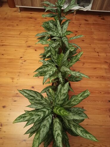 купить комнатные растения: Aglaonema (Çin həmişəyaşıl) otaq bitkisi - Növ: Aglaonema, iri