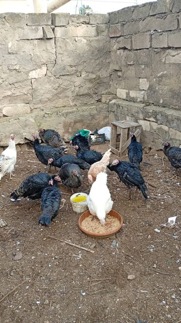 Hinduşka: Salam. olsun. Hamıya hindişka. satlır. lal ördək. satlır. ördəklər -da lalafo.az — 11 Hinduşka: Salam. olsun. Hamıya hindişka. satlır. lal ördək. satlır. ördəklər — 11