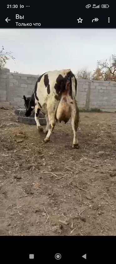 домик для кошки многоуровневый: Продаю | Корова (самка) | Для молока | Племенные