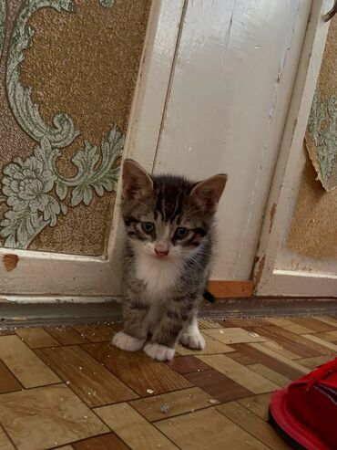 İtlər: Tabbi, Dişi, Yaxşı əllərə