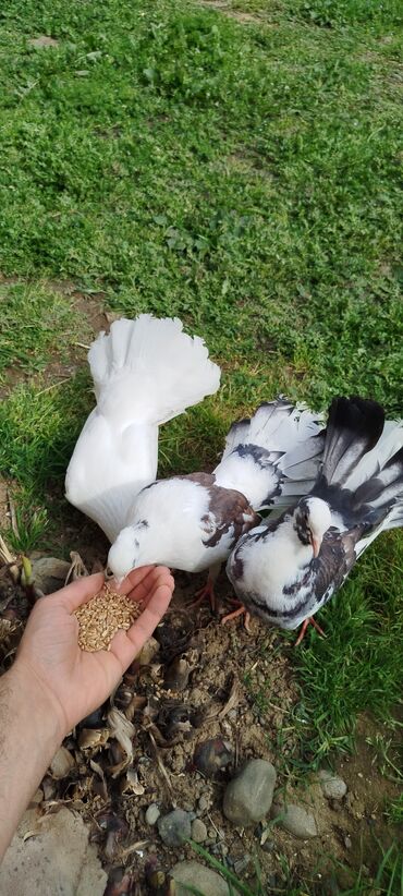 dekorativ quşlar haqqinda melumat: Salamlar hamıya Pavlin istəyən yazsın. 3 dənə pavlindi. Əldə yem