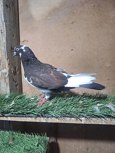 ağ quyruq ağlıca: Hazır Cütə Gedən Ana Quşdu Maya Quşdu — 5