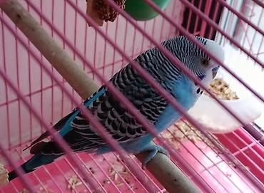 ари: 🦜 Продаётся пара взрослых волнистых попугаев (самец и самка)! ✨ Самец — 3