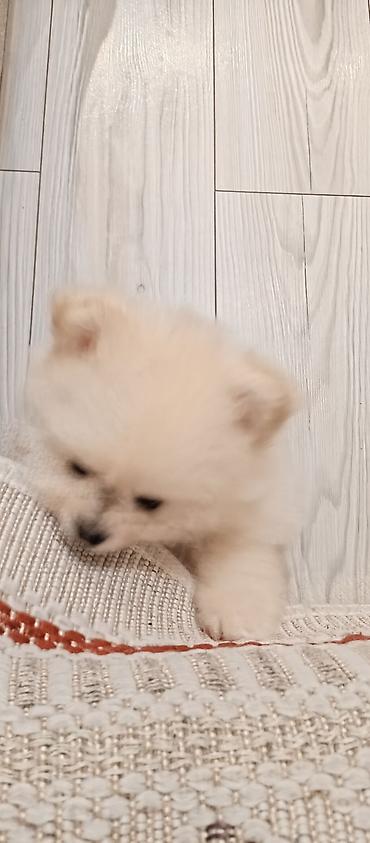 İtlər: Şpitz — 8