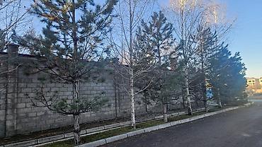 Берёза: Саженцы — 12