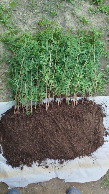 Декоративные деревья: Саженцы деревьев: Туи — 9