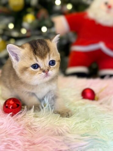 Pişiklər: Cins Paroda pişikləri. Şotland, Britan, Pers. Rəngləri də cür bə cür — 1