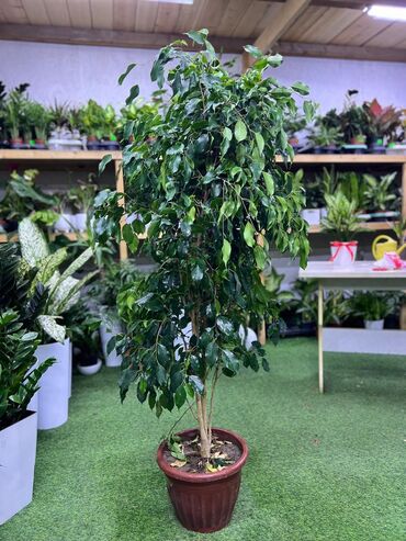 Драцены и Сансевиерии: Драцены и Сансевиерии — 11