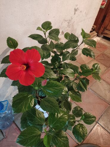 Ev üçün digər mallar: Qırmızı hibiskus (Çin qızılgülü) saksı bitkisi - Növ: Hibiscus