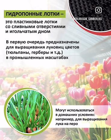гербера: Гидропонные лотки для выгонки луковичных растений Назначение: - — 2