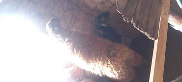 Баран, овца: Продаю | Овца (самка) | Для разведения — 1