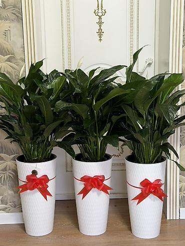 Комнатные растения: Женское счастье 🌿 (спатифиллум) ✨ Высота: 1 м 💰 Цена: 2500 сом — 2