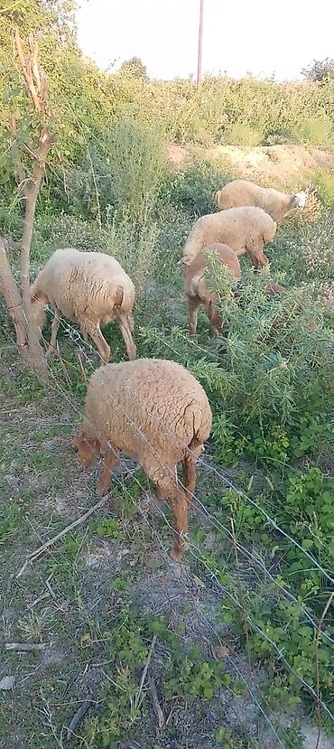 Mal-qara: Qoyunlar – yerli ətlik sürü - Növ: yerli ətlik qoyunlar (kuyruqlu — 2
