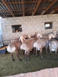 хомяк бишкек: Продаю | Баран (самец) | Гиссарская, Арашан | На забой, Для разведения | Племенные, Осеменитель at lalafo.kg хомяк бишкек: Продаю | Баран (самец) | Гиссарская, Арашан | На забой, Для разведения | Племенные, Осеменитель