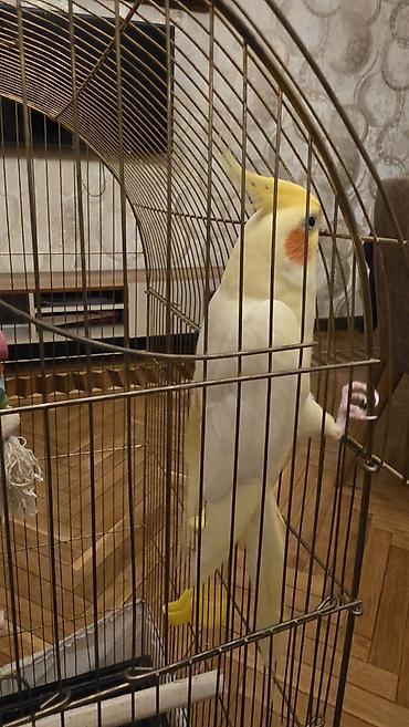 Зоотовары: 2 ədəd Corella quşu. ümumilikdə 100 Azn verilir 2 quş və qəfəs — 1