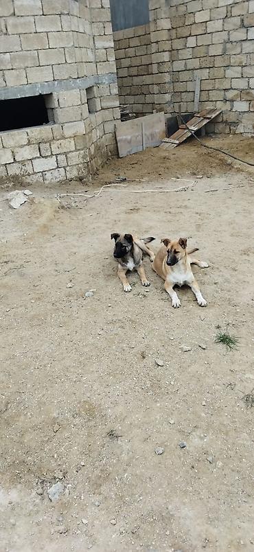 qus bazari bakida: Alabay ve malinos qarşiqi — 3